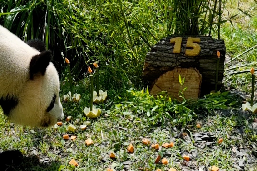 Geburtstagsüberraschung für Panda Jiao Qing